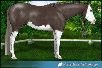 Horse Color:Liver Chestnut Mushroom Splash 