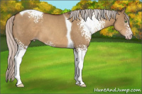 Horse Color:Gray White Spotted Silver Classic Champagne Dun Tobiano