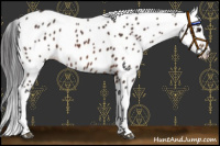 Horse Color:Brown Mushroom Appaloosa