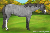 Horse Color:Blue Roan Varnish Rabicano 