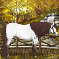 Horse Color:Chocolate Buckskin Chinchilla Roan Dun Rabicano