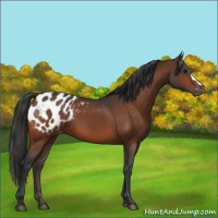 Horse Color:Bay Appaloosa 