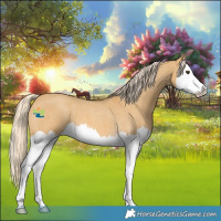 Horse Color:Palomino Roan Dun Splash