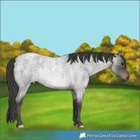 Horse Color:Blue Roan Rabicano 
