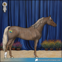 Horse Color:Chocolate Palomino Roan 