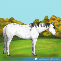 Horse Color:White Spotted Smoky Black Sabino 