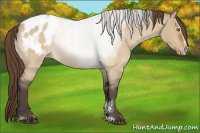 Horse Color:Buckskin Roan Dun Sabino Appaloosa Rabicano