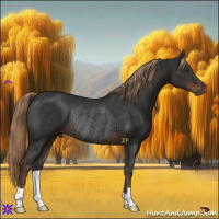 Horse Color:Liver Chestnut Rabicano 