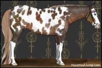 Horse Color:Liver Chestnut Sabino Splash Appaloosa