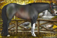 Horse Color:Brown Appaloosa