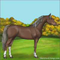 Horse Color:Liver Chestnut Mushroom Sabino Tobiano 