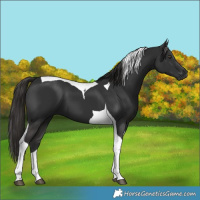 Horse Color:Liver Chestnut Tobiano 