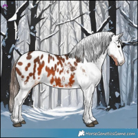 Horse Color:Brown Appaloosa