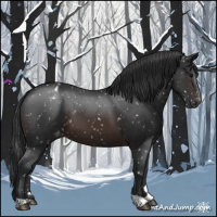 Horse Color:Brown Appaloosa 