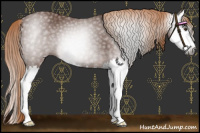 Horse Color:Gray Chestnut Sabino Splash 