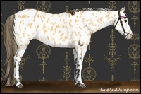 Horse Color:Buckskin Near Leopard