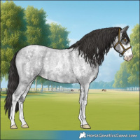 Horse Color:Smoky Blue Roan Sabino Rabicano 