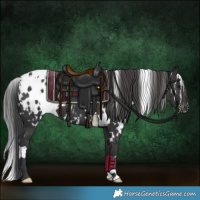 Horse Color:White Spotted Black Appaloosa