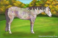 Horse Color:Nacre White Spotted Classic Champagne Ice Splash 