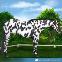 Horse Color:Black Appaloosa 