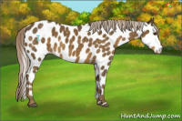 Horse Color:Chocolate Palomino Appaloosa 