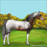 Horse Color:Liver Chestnut Tobiano 