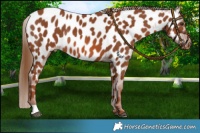 Horse Color:Chestnut Near Leopard Rabicano 