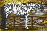 Horse Color:Black Near Leopard Rabicano 