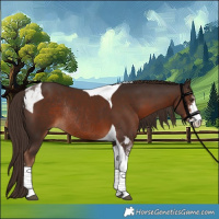 Horse Color:Liver Chestnut Sabino Tobiano Rabicano