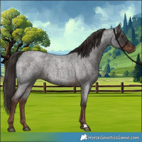Horse Color:Liver Red Roan Rabicano 