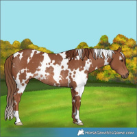 Horse Color:White Spotted Chestnut Rabicano 