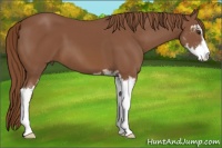 Horse Color:Chestnut Sabino 