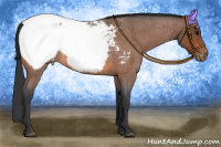 Horse Color:Bay Roan Appaloosa 