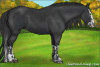 Horse Color:Black  and Black Splash 