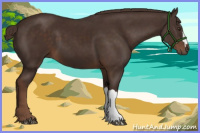 Horse Color:Liver Chestnut 