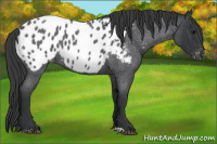 Horse Color:Blue Roan Appaloosa 