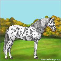 Horse Color:Blue Roan Tobiano Appaloosa