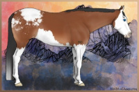 Horse Color:Brown Splash Appaloosa 