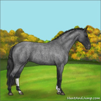 Horse Color:Blue Roan Appaloosa 