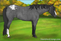Horse Color:Blue Roan Appaloosa 