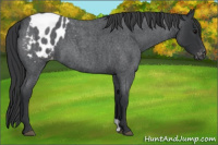 Horse Color:Blue Roan Appaloosa 