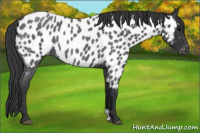 Horse Color:Blue Roan Appaloosa 