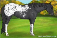 Horse Color:Blue Roan Appaloosa 