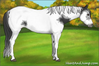 Horse Color:Black Splash Tobiano Frame