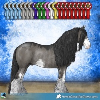 Horse Color:Grullo Sabino Rabicano 