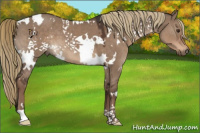 Horse Color:White Spotted Liver Red Dun 