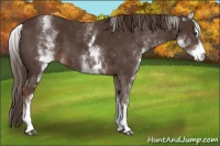 Horse Color:White Spotted Liver Chestnut Sabino 