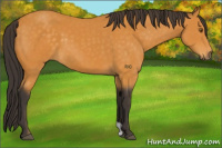 Horse Color:Buckskin 