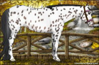 Horse Color:Platinum Brown Near Leopard 