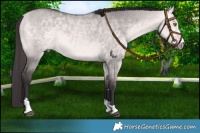 Horse Color:Platinum Buckskin Dun 